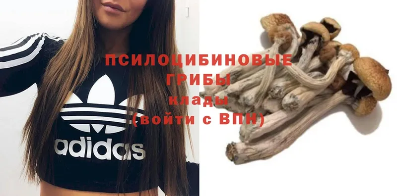 Псилоцибиновые грибы MAGIC MUSHROOMS  Кораблино 